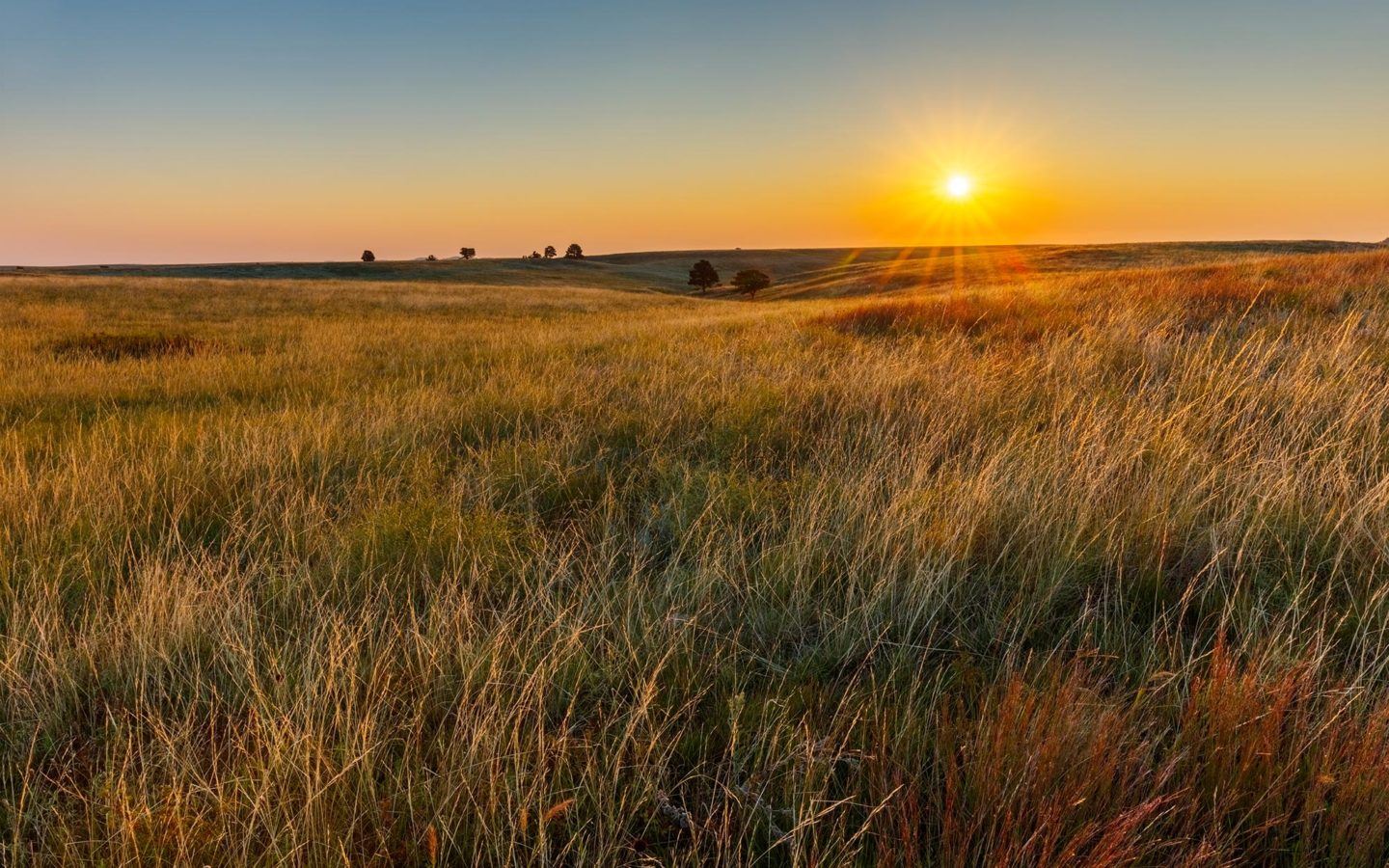 a golden sunset over a field of grass